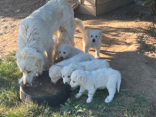 Livestock Guardian Dogs
