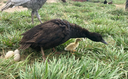 Nesting Ducks
