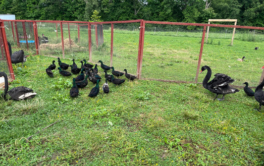 20 Bantam Show Line East Indies Eggs