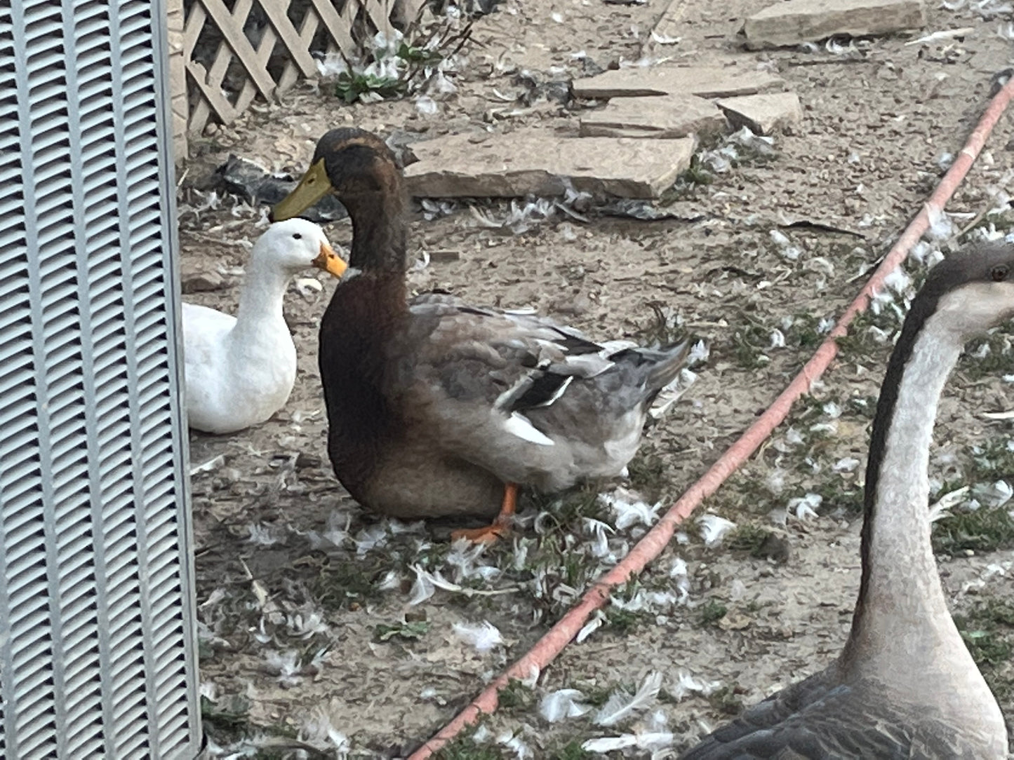 16 Eggs Blue Exhibition Rouen