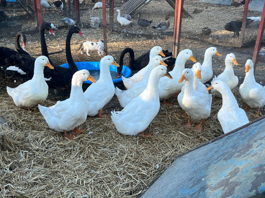 Exhibition Pekin Duckling–Shipped Box of 10