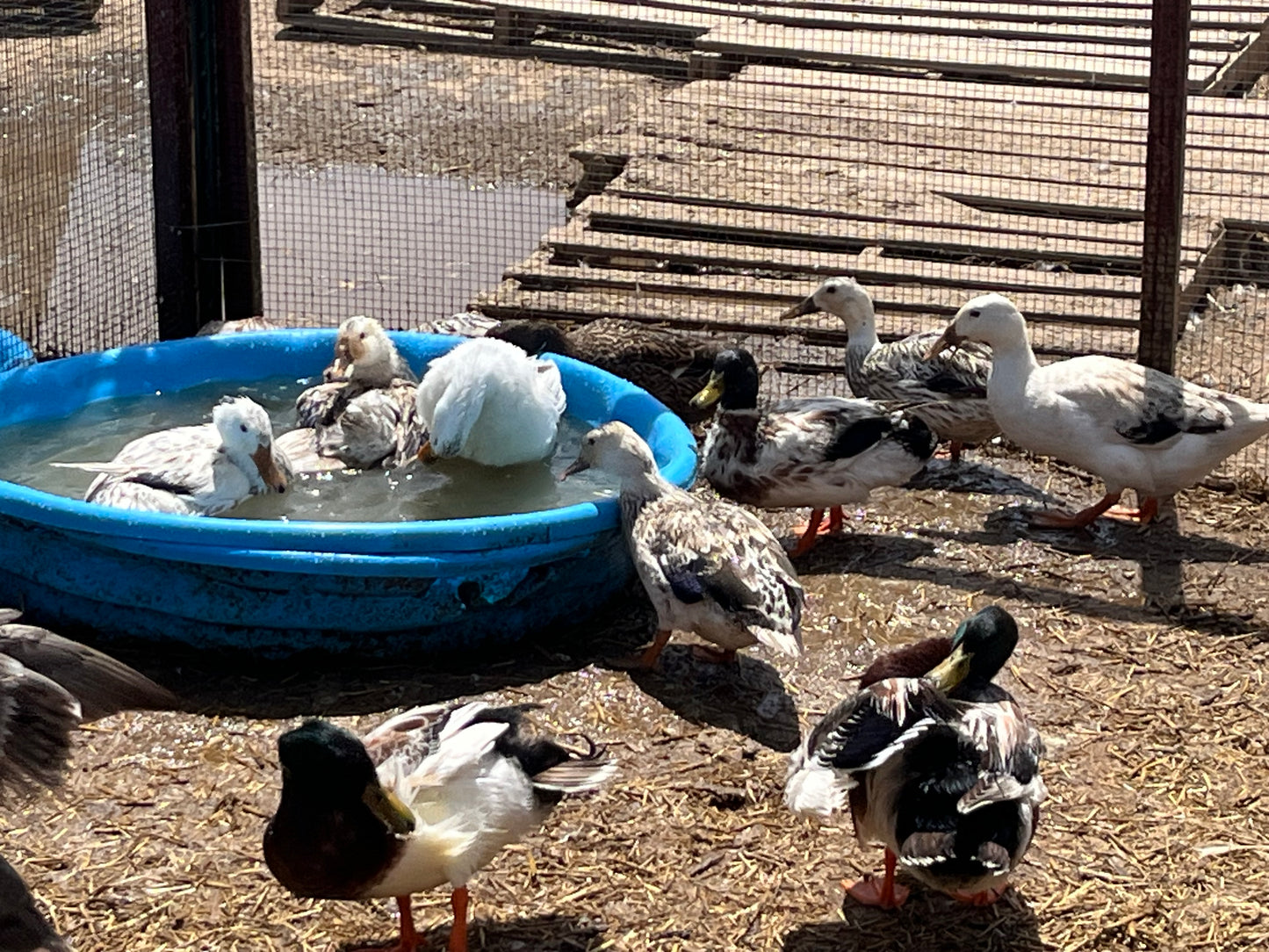 20 Eggs Snowy and Grey Mallard