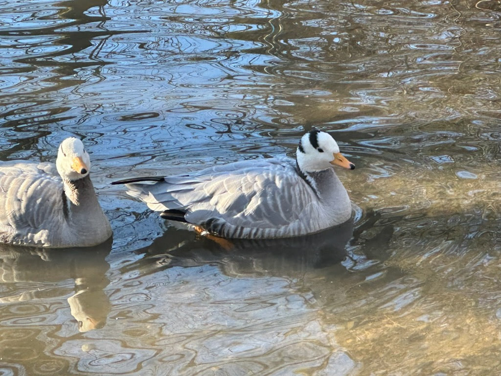 Barhead Geese (Pair)