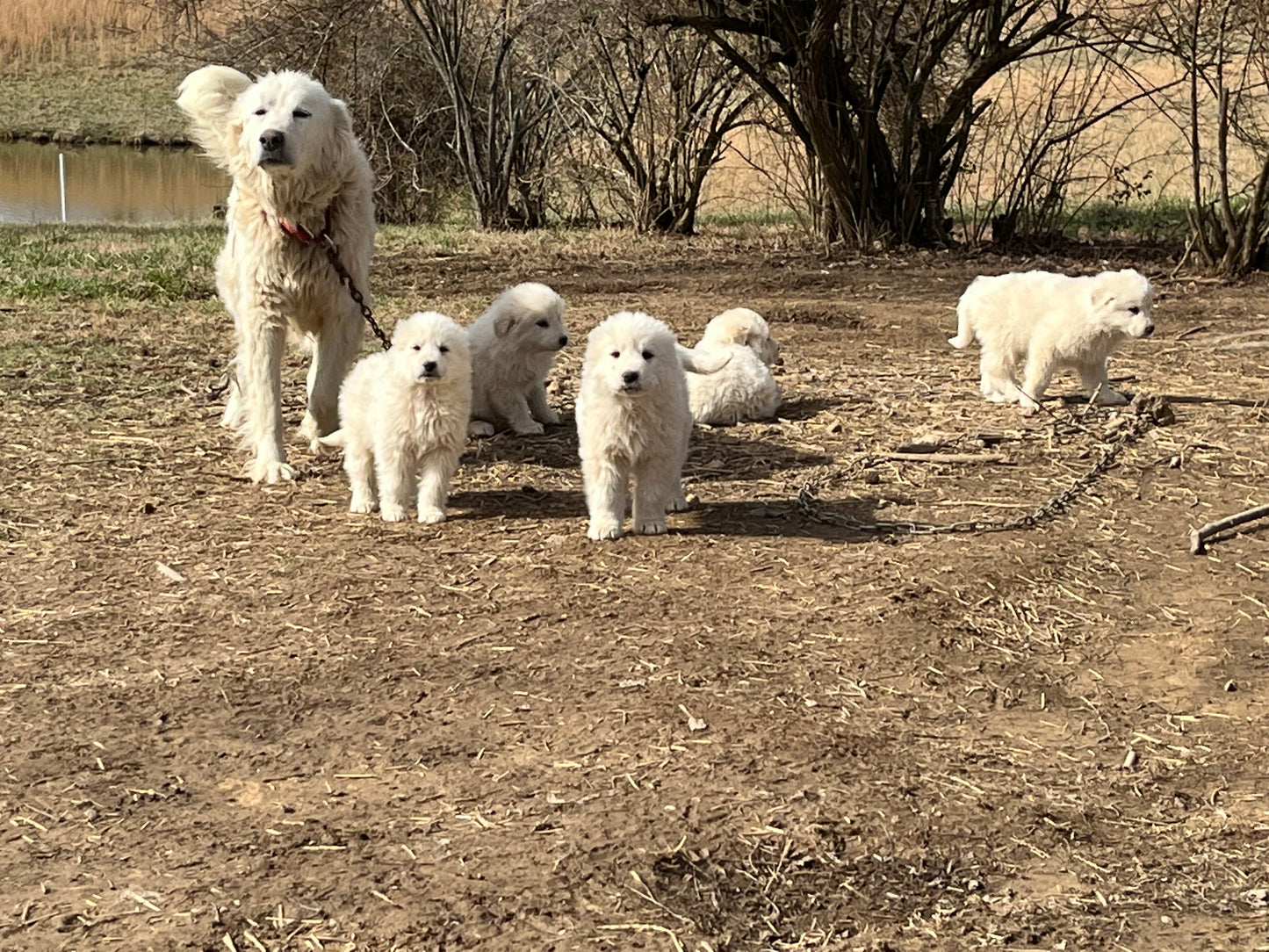 AKC Great Pyrenees