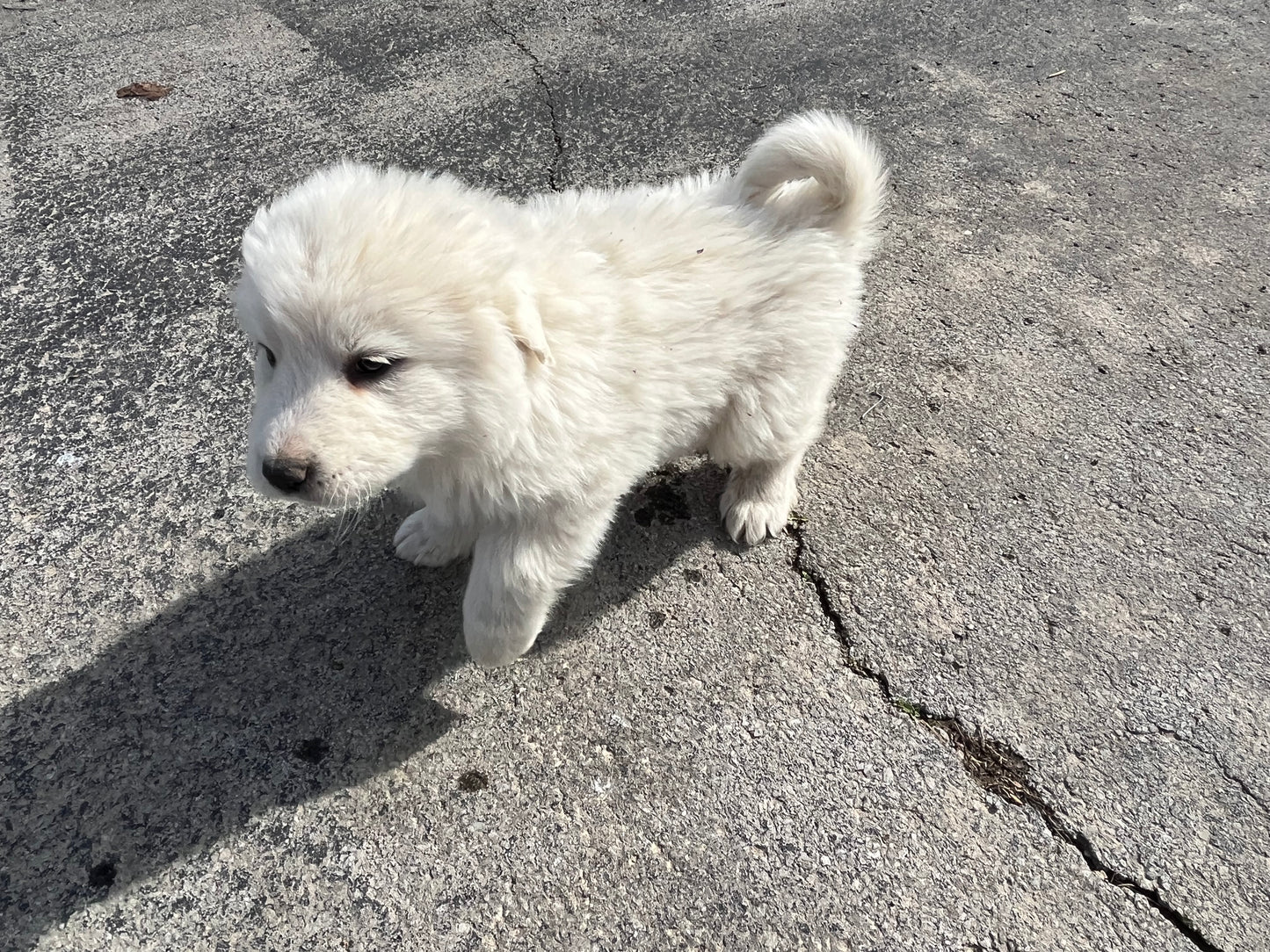 AKC Great Pyrenees