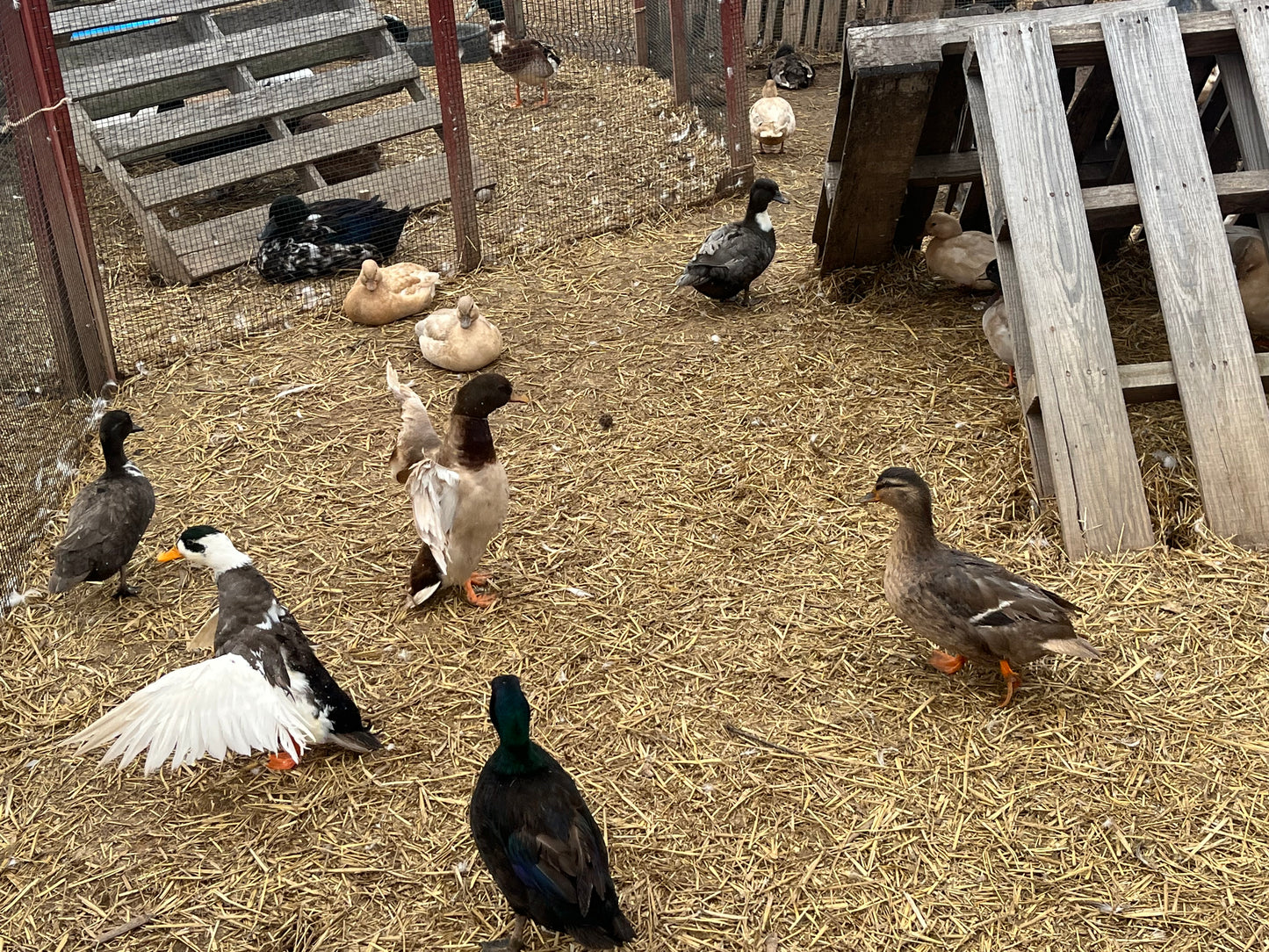 Call Duck (Pair)
