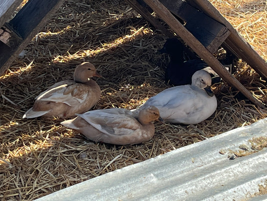 Call Duckling - Shipped Box of 10