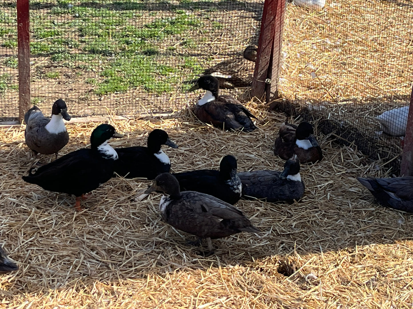20 Call Duck Eggs Assorted Pure Color