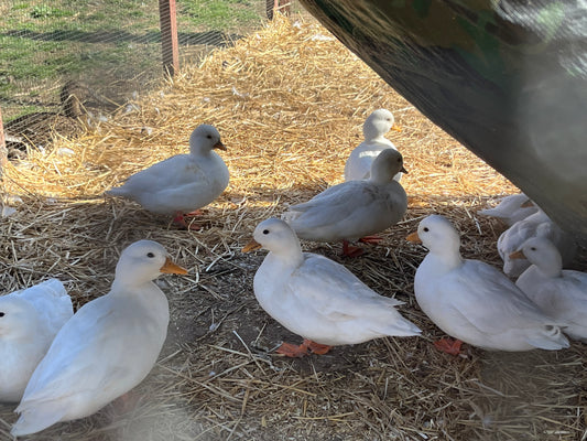 20 Call Duck Eggs Assorted Pure Color