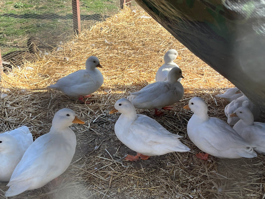 20 Call Duck Eggs Assorted Pure Color