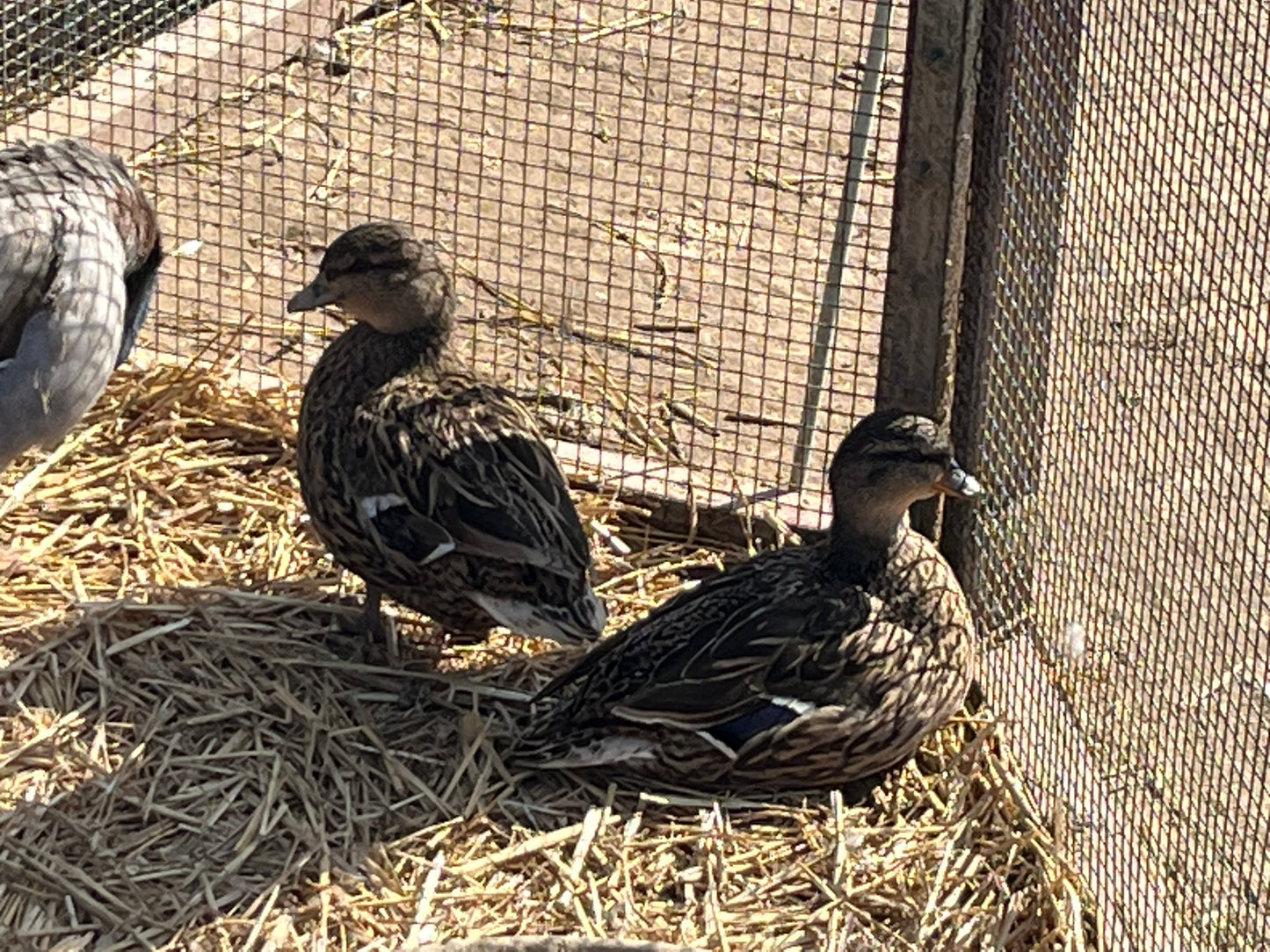 Call Duck (Pair)