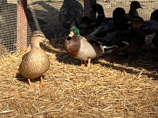 10 Grey Call Duck Eggs