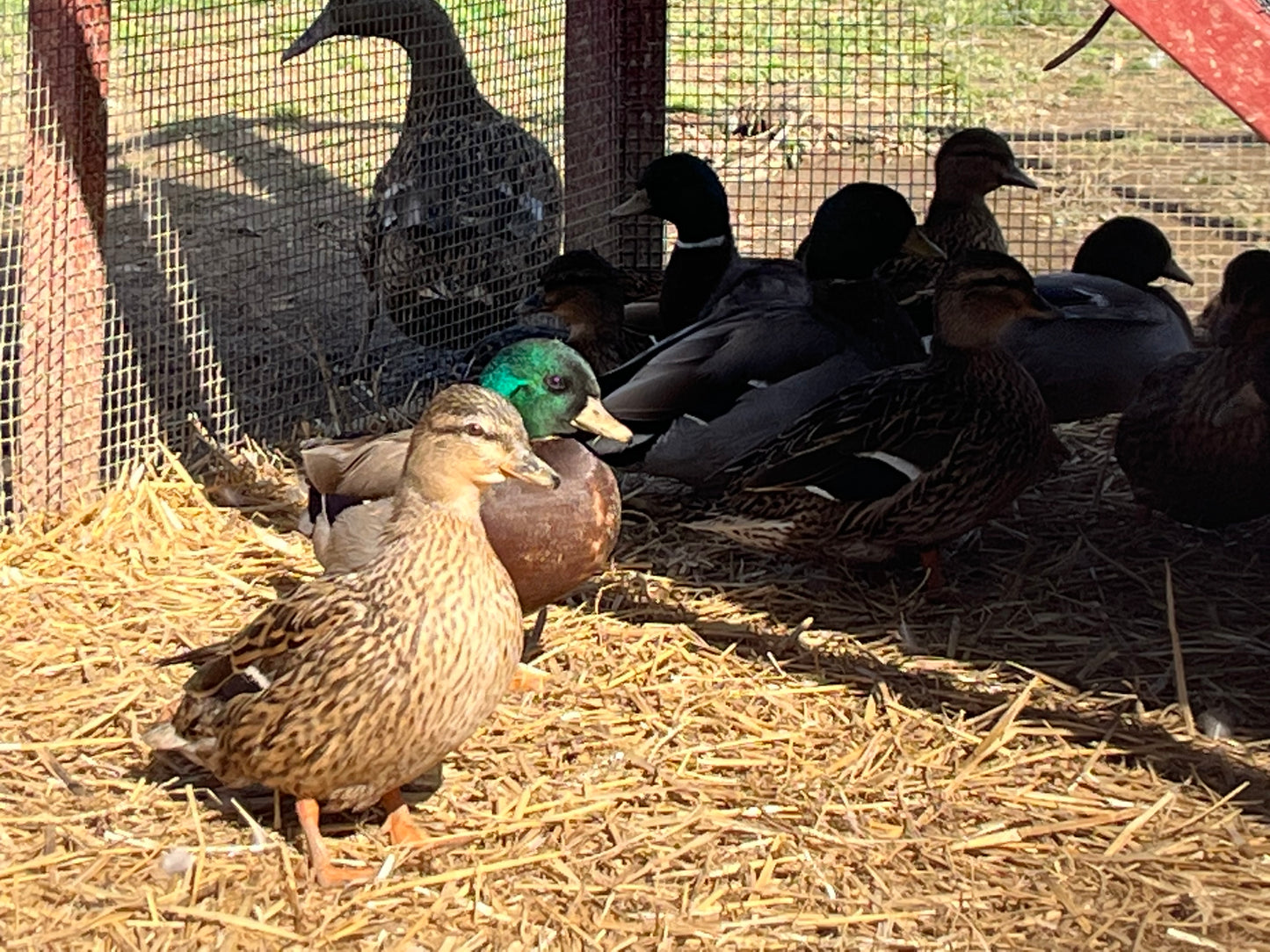 Call Duck (Pair)