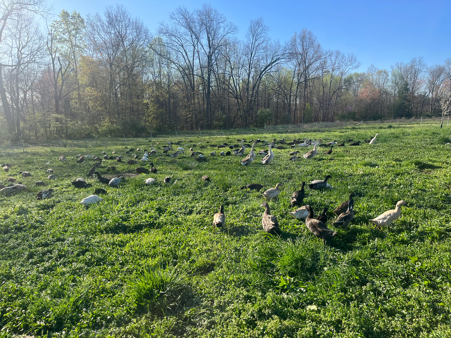 20 Domestic Duck Eggs