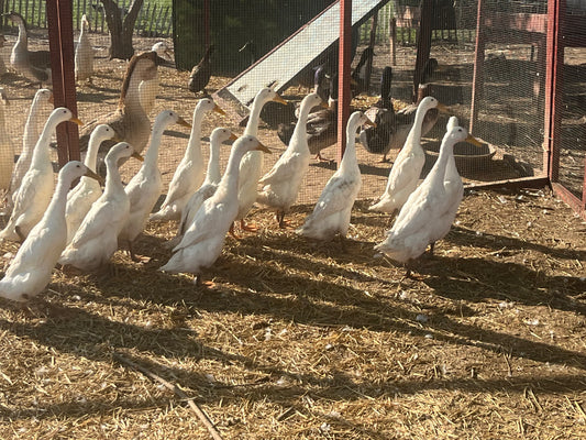 20 Duck Eggs Assortment