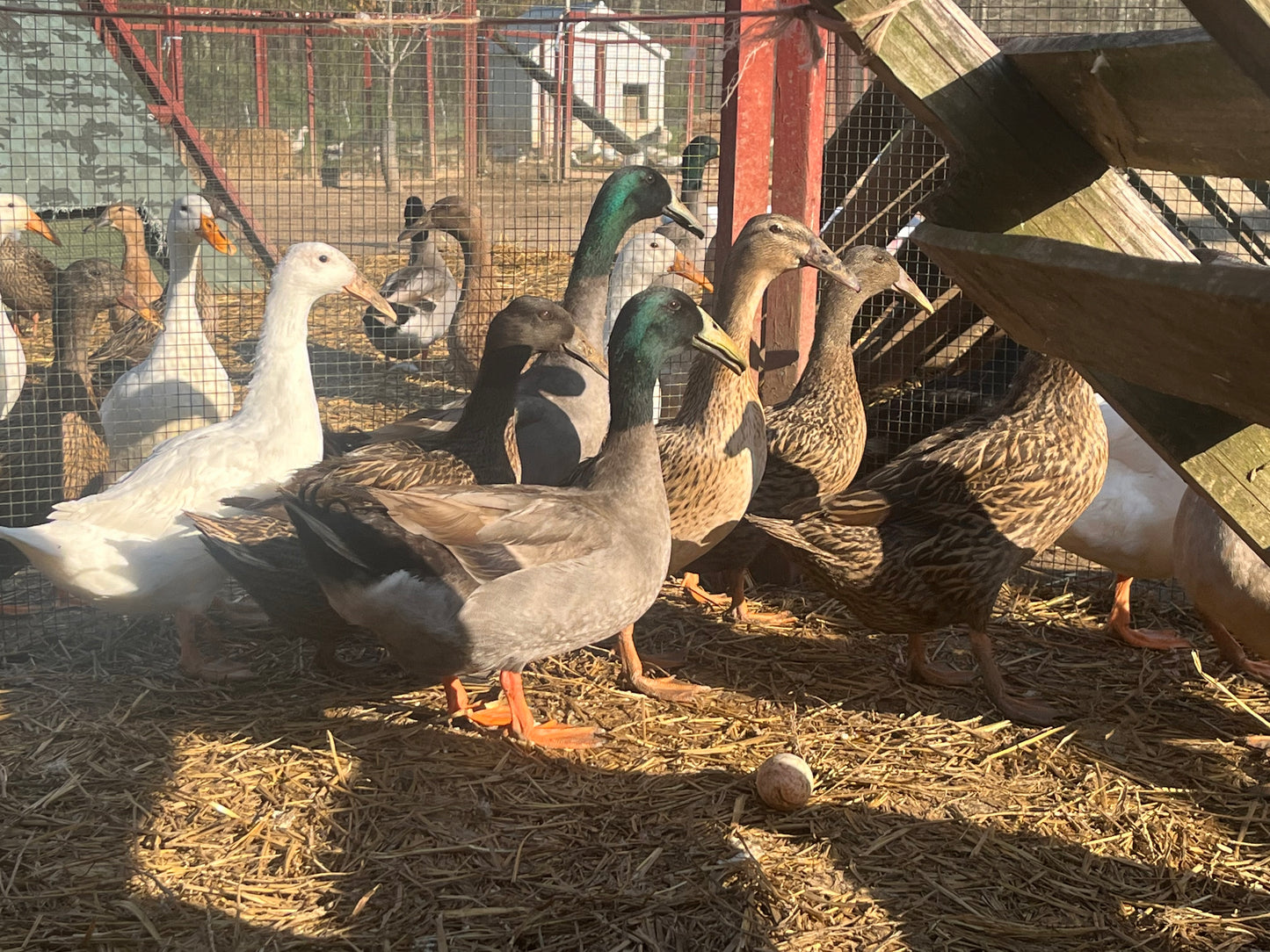 16 Dutch Hookbill Eggs