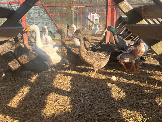 16 Dutch Hookbill Eggs