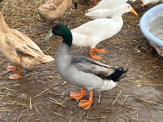 16 Dutch Hookbill Eggs