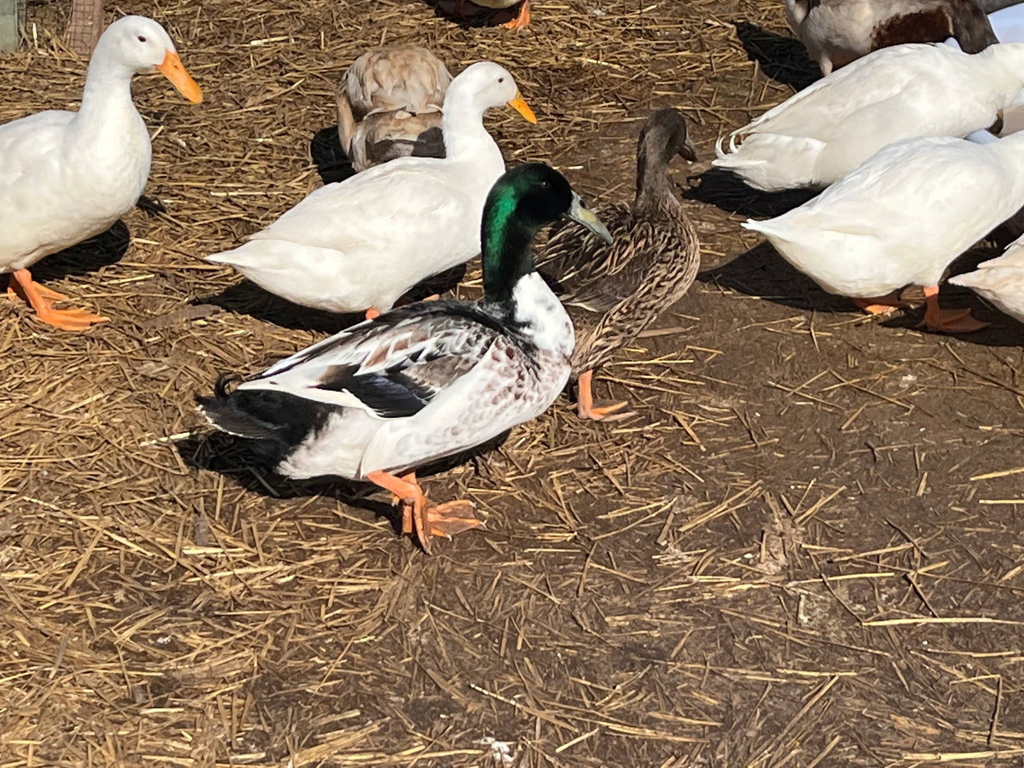 20 Domestic Duck Eggs