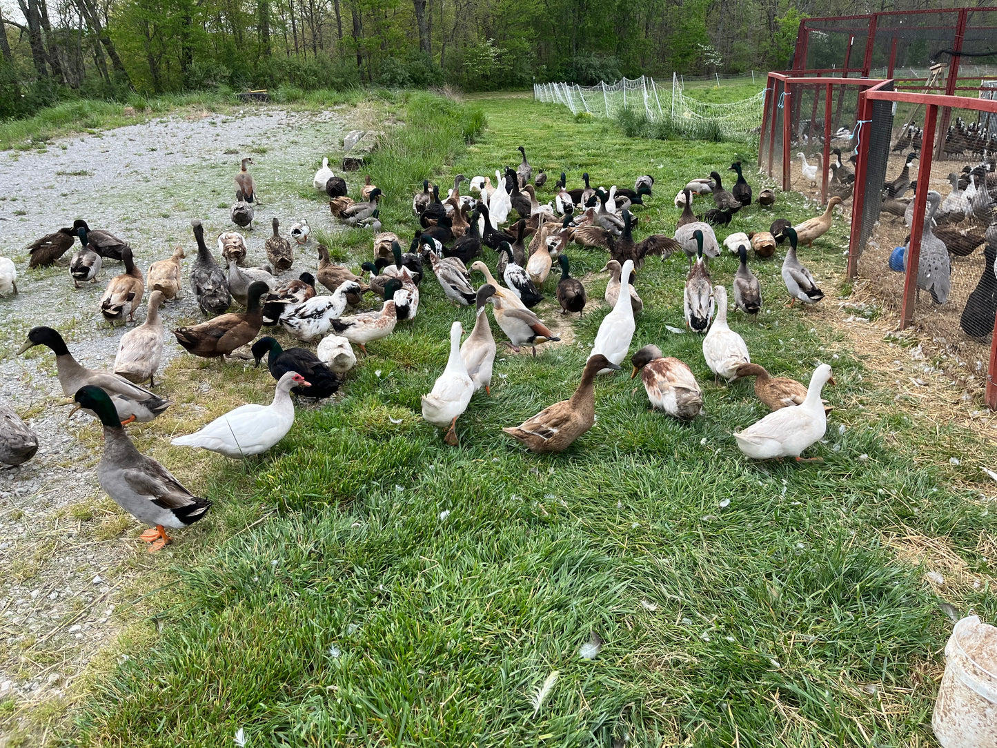 20 Domestic Duck Eggs