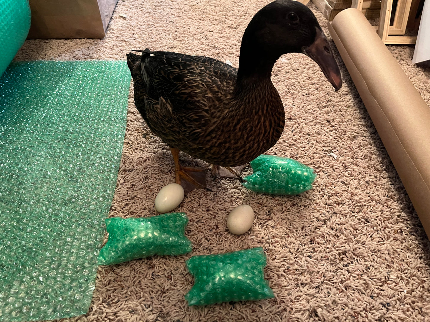 20 Domestic Duck Eggs