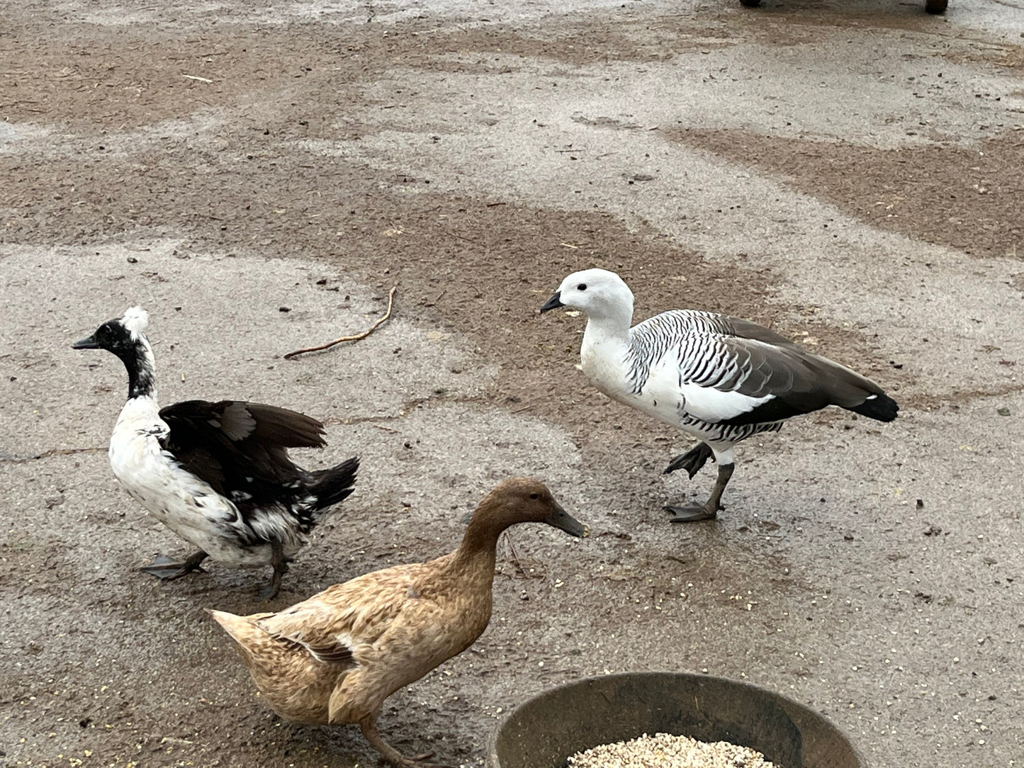 Magellan Geese (Pair)