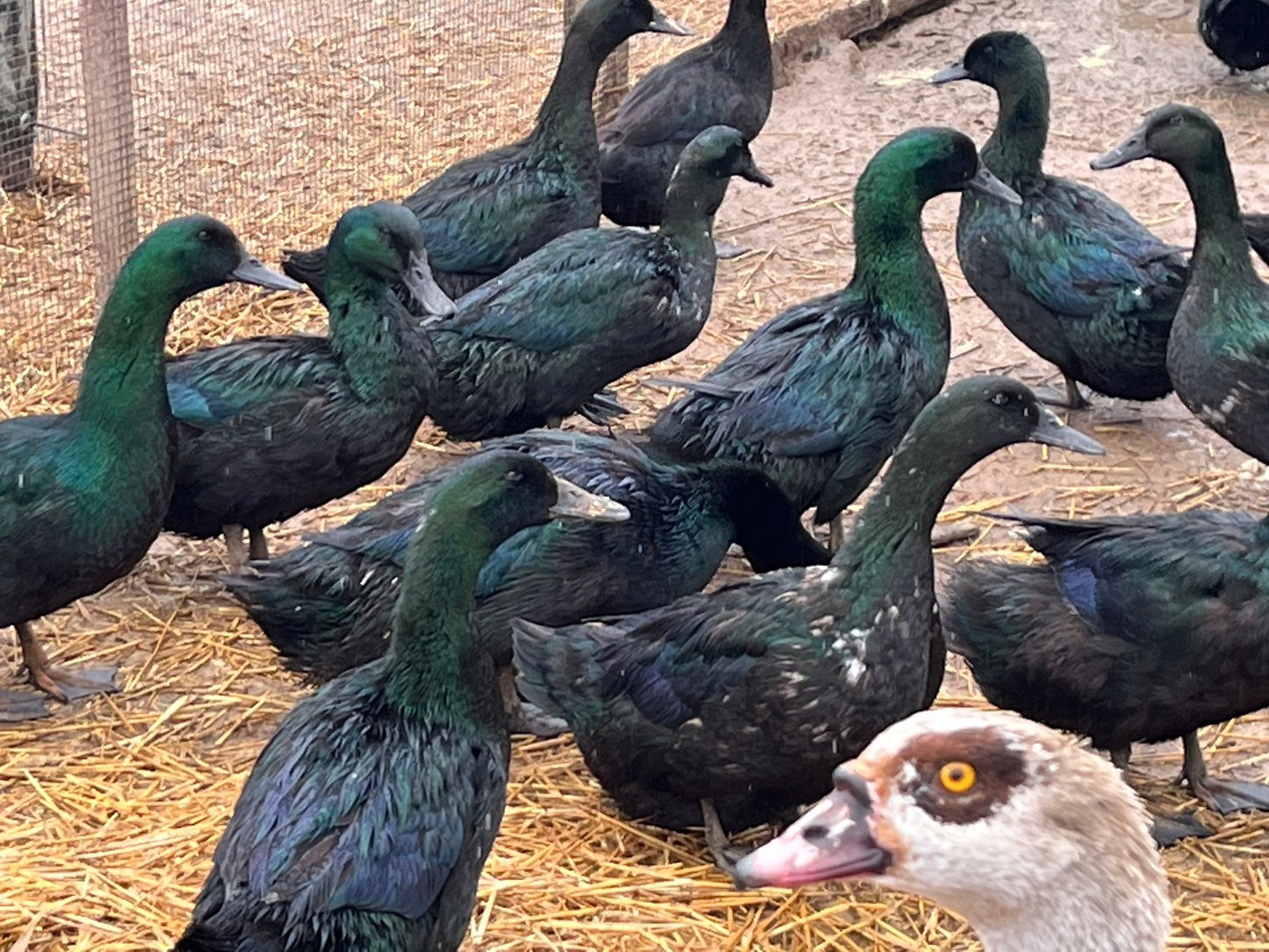 20 Domestic Duck Eggs