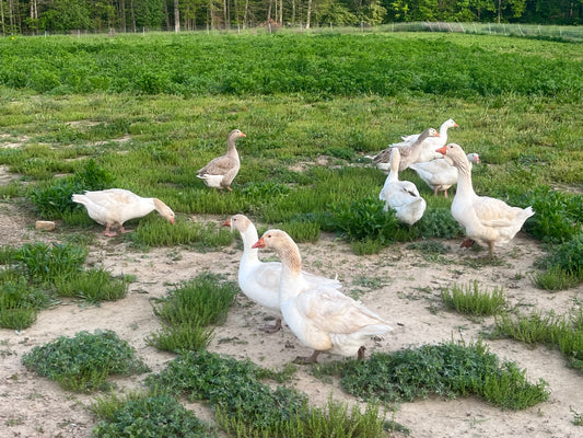 5 Saddleback Pomeranian Goose Eggs