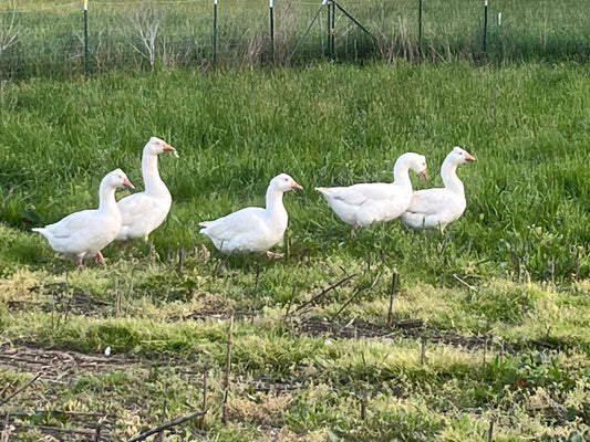 5 Tufted Roman Goose Eggs