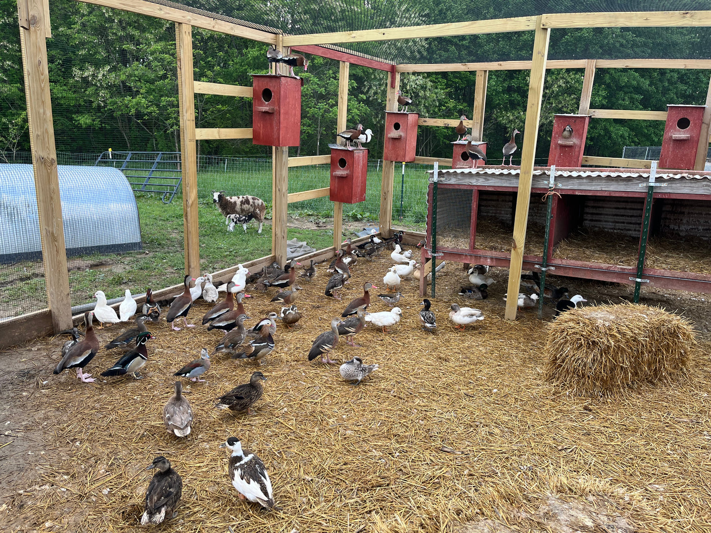 20 Domestic Duck Eggs
