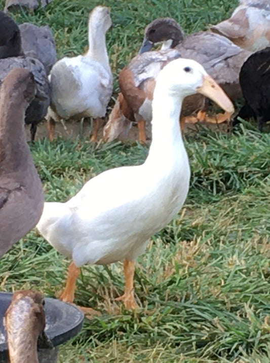 Dutch Hookbill Duckling - Shipped Box of 16