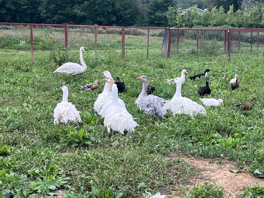 5 Goose Eggs, Assortment