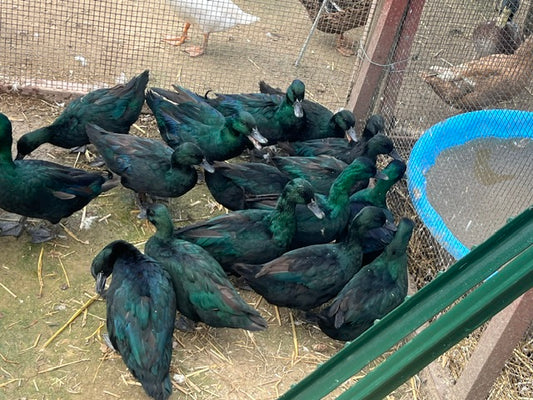 20 Bantam Show Line East Indies Eggs