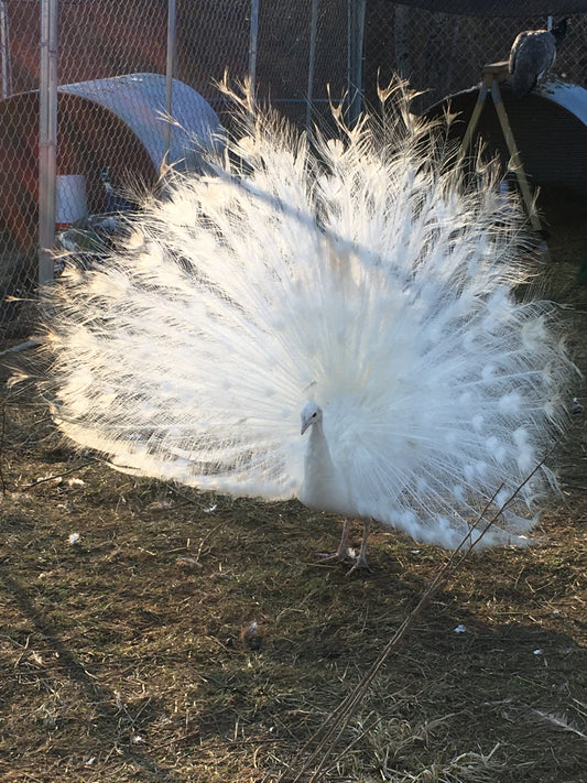 5 Peafowl Eggs, Assortment