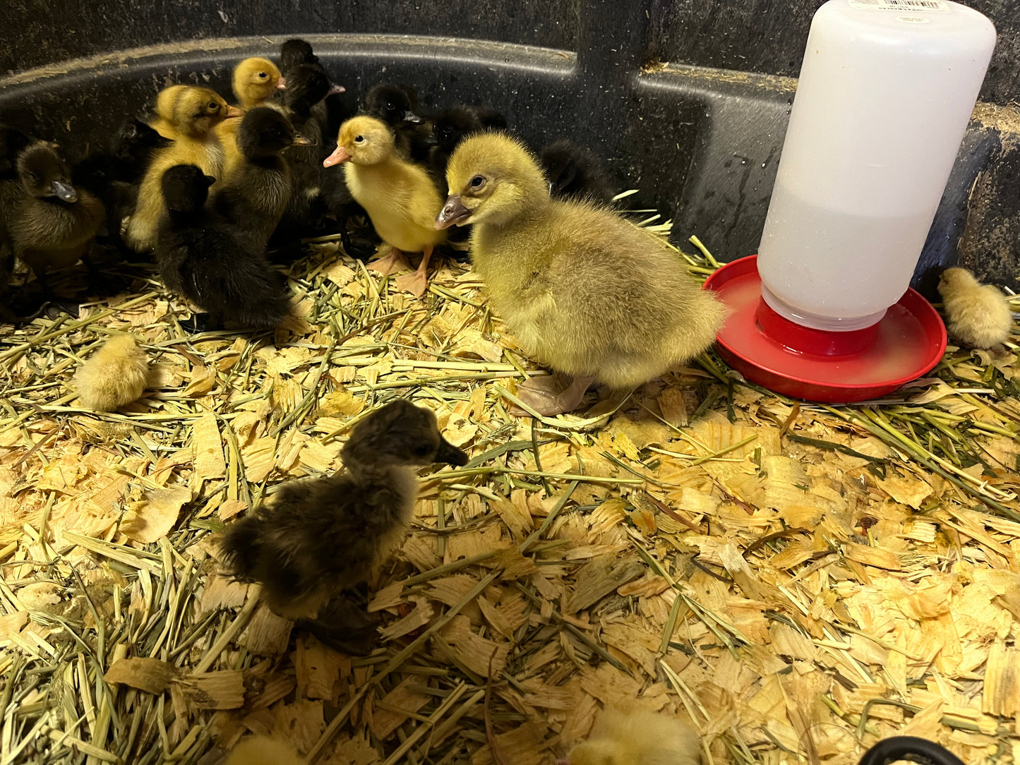 Duckling PreOrder Special Requests