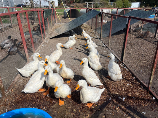 16 Eggs Exhibition Pekin