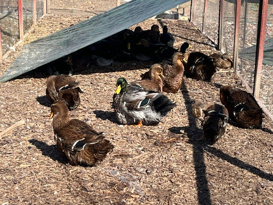 16 Eggs Exhibition Rouen