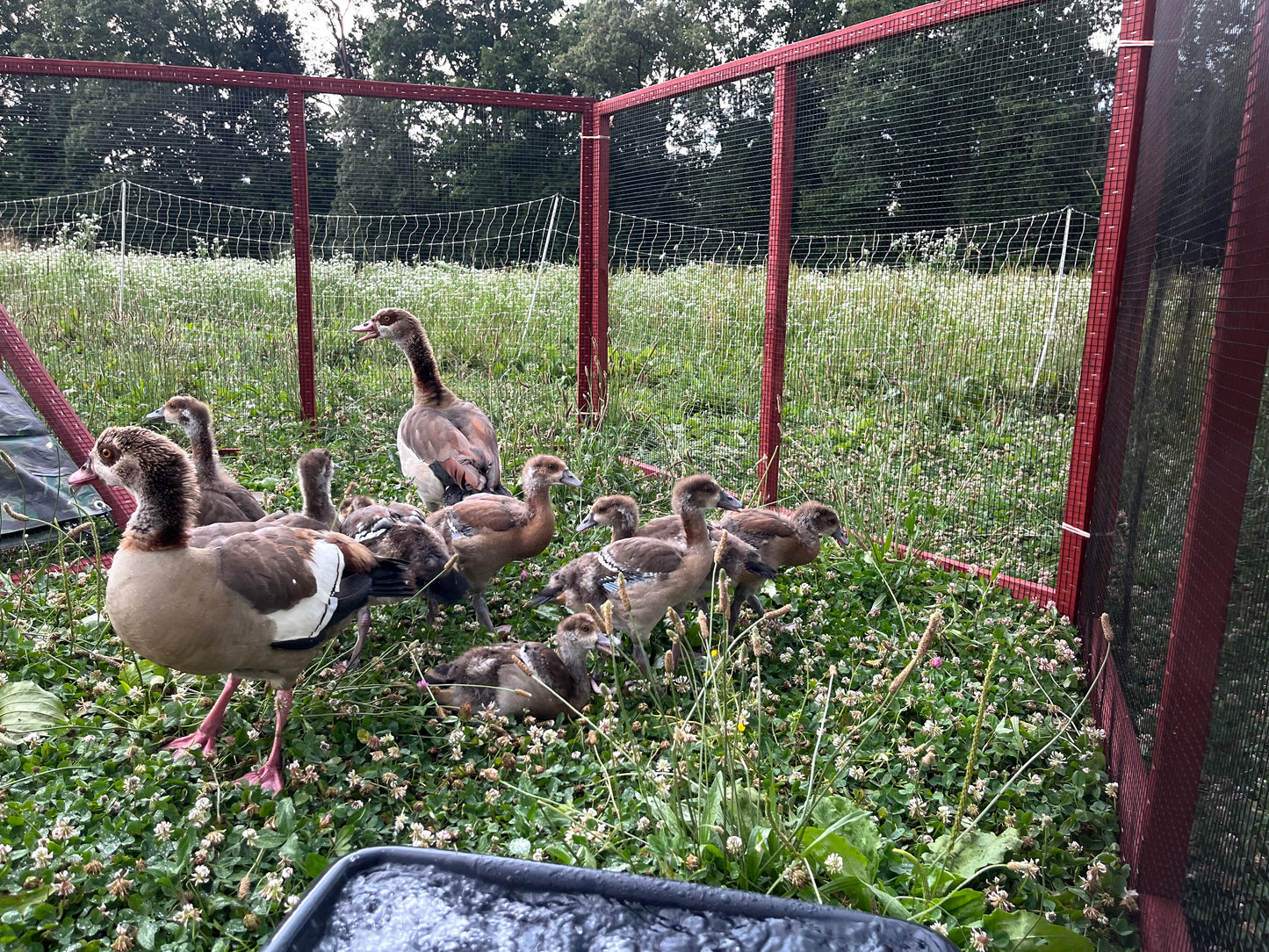 Egyptian Gosling–Shipped box of 4