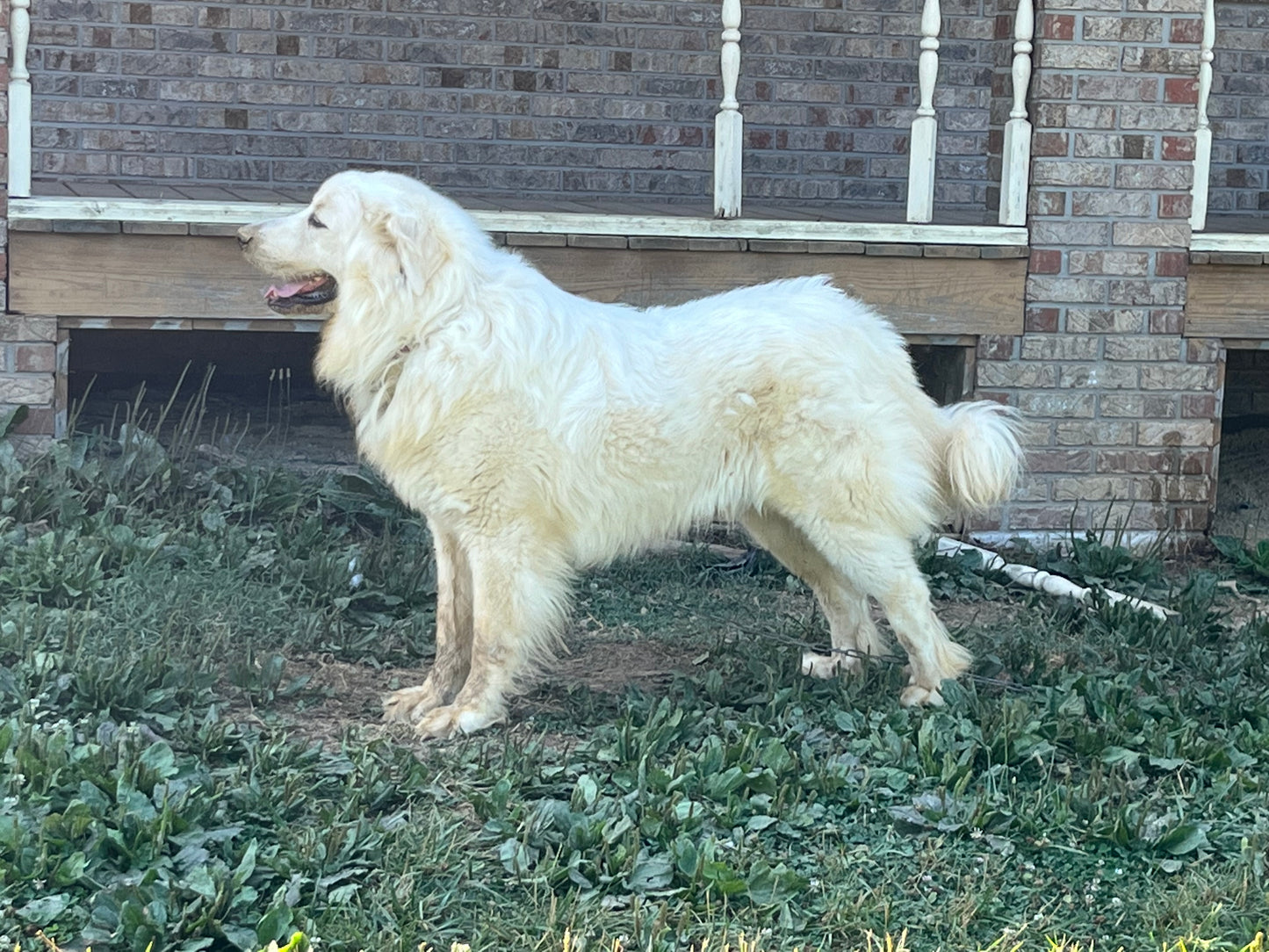 AKC Great Pyrenees