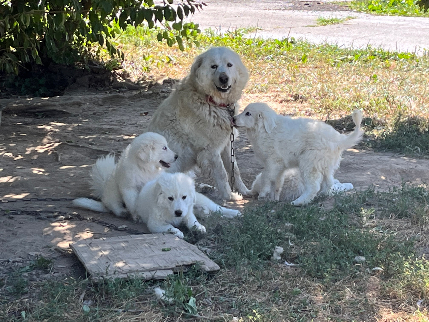 AKC Great Pyrenees
