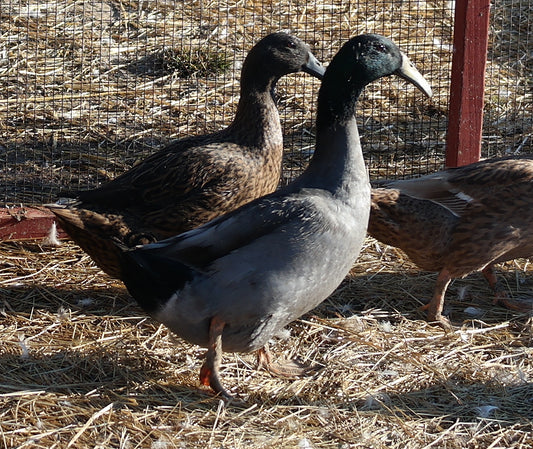 Dark Dusky Dutch Hookbill Duckling - Shipped Box of 10