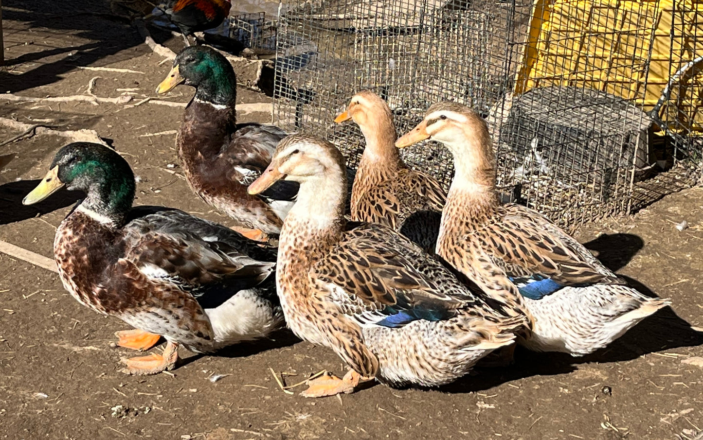 Appleyard Pair