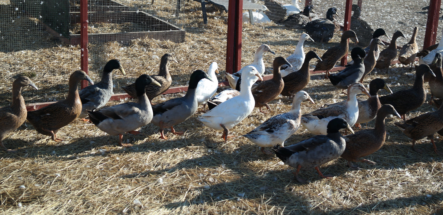 20 Domestic Duck Eggs