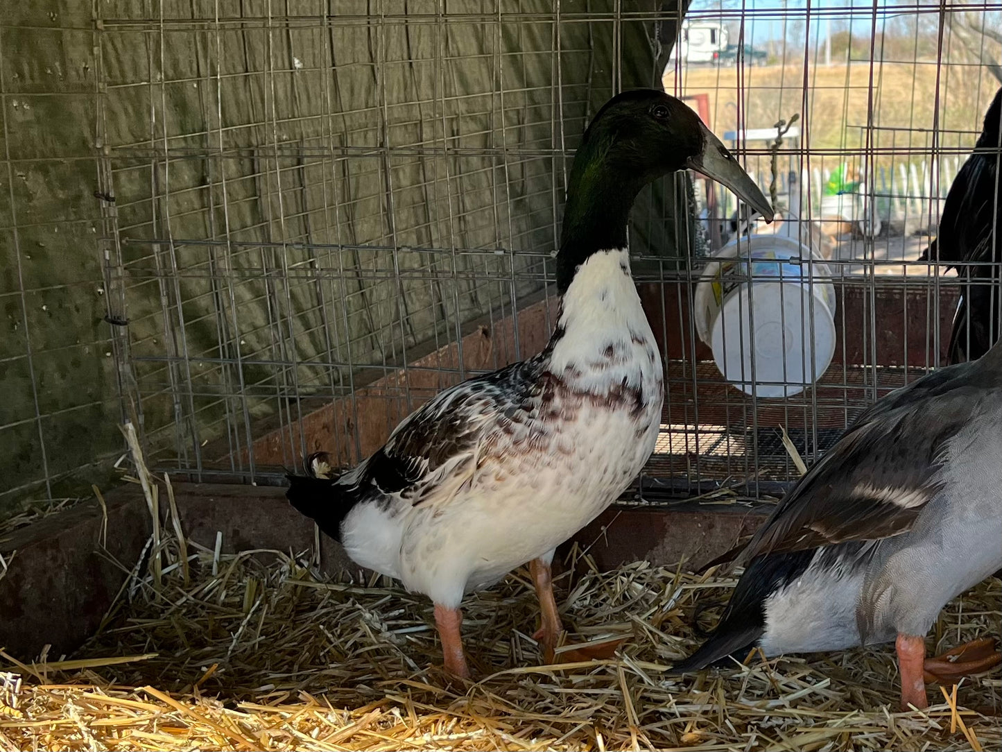 White Dutch Hookbill Duckling - Shipped Box of 10