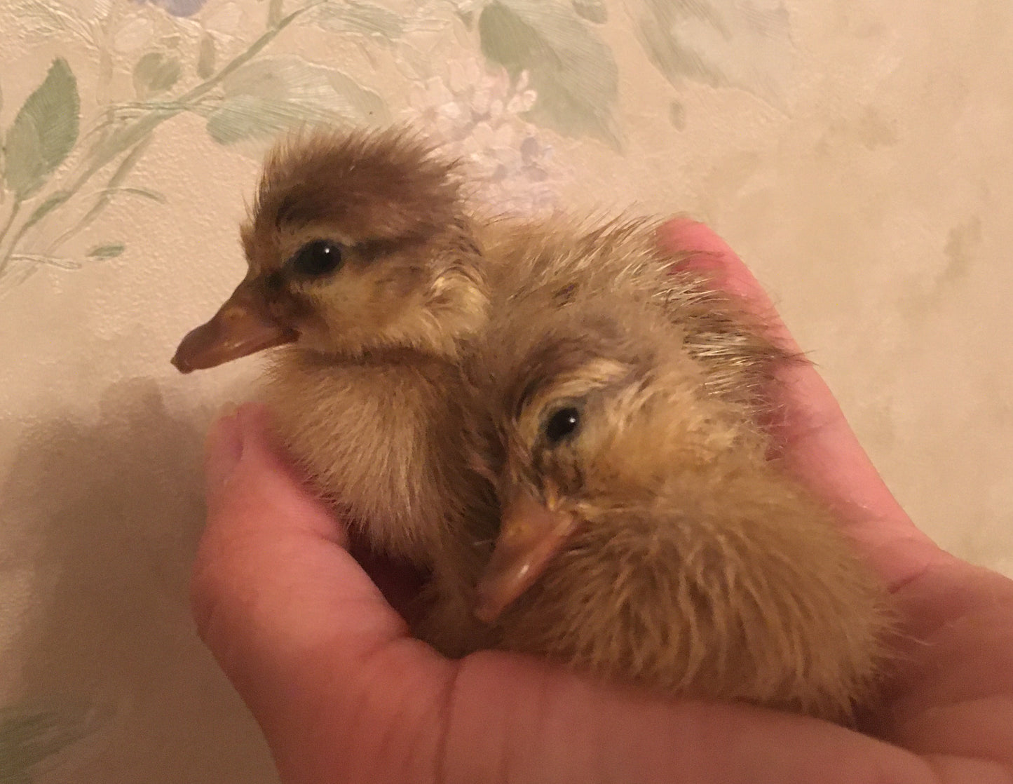Duckling PreOrder Call Ducks and Dutch Hookbills