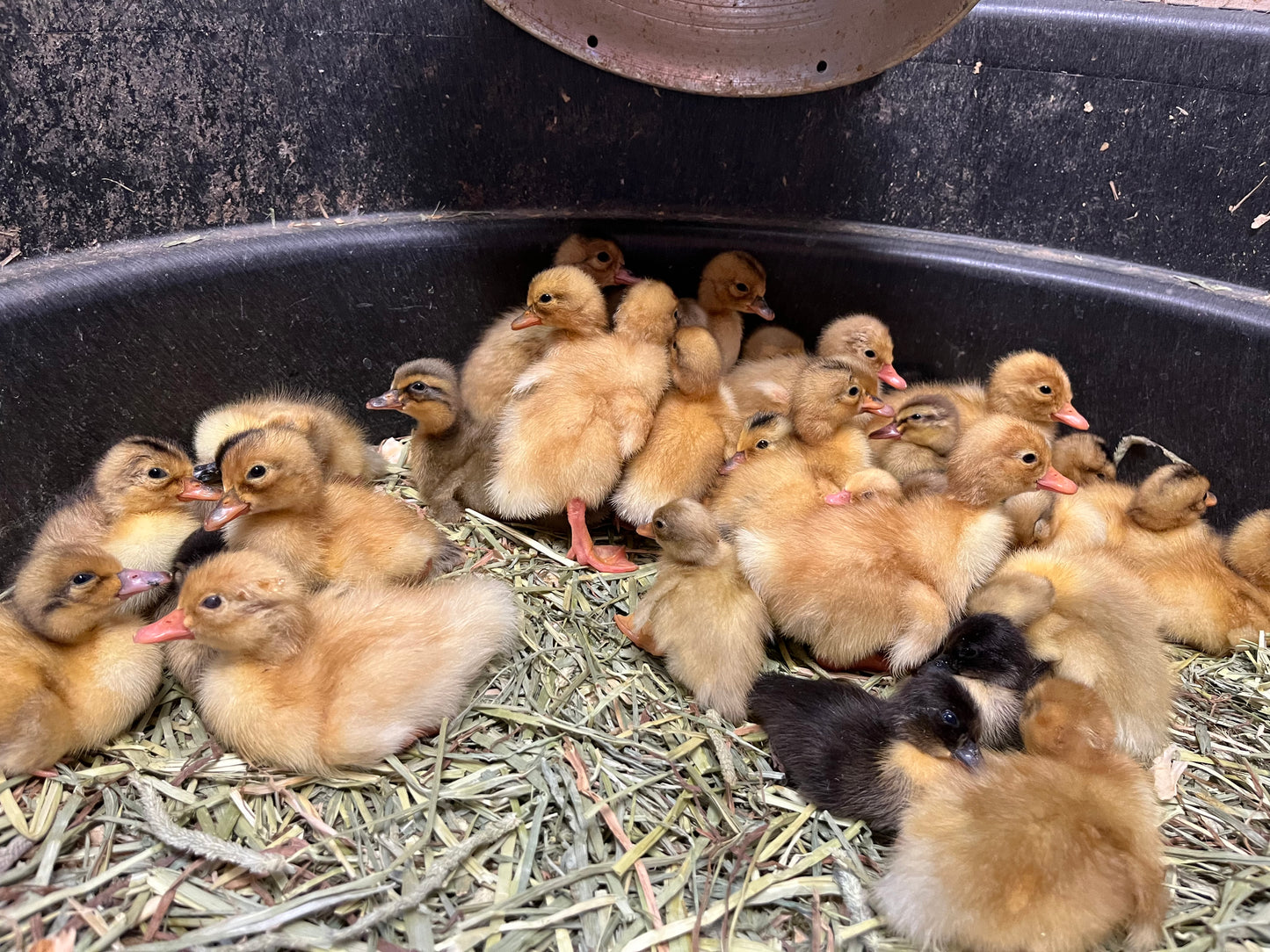 Duckling PreOrder Special Requests