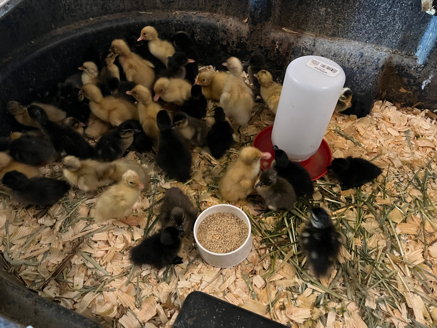 Duckling PreOrder Special Requests