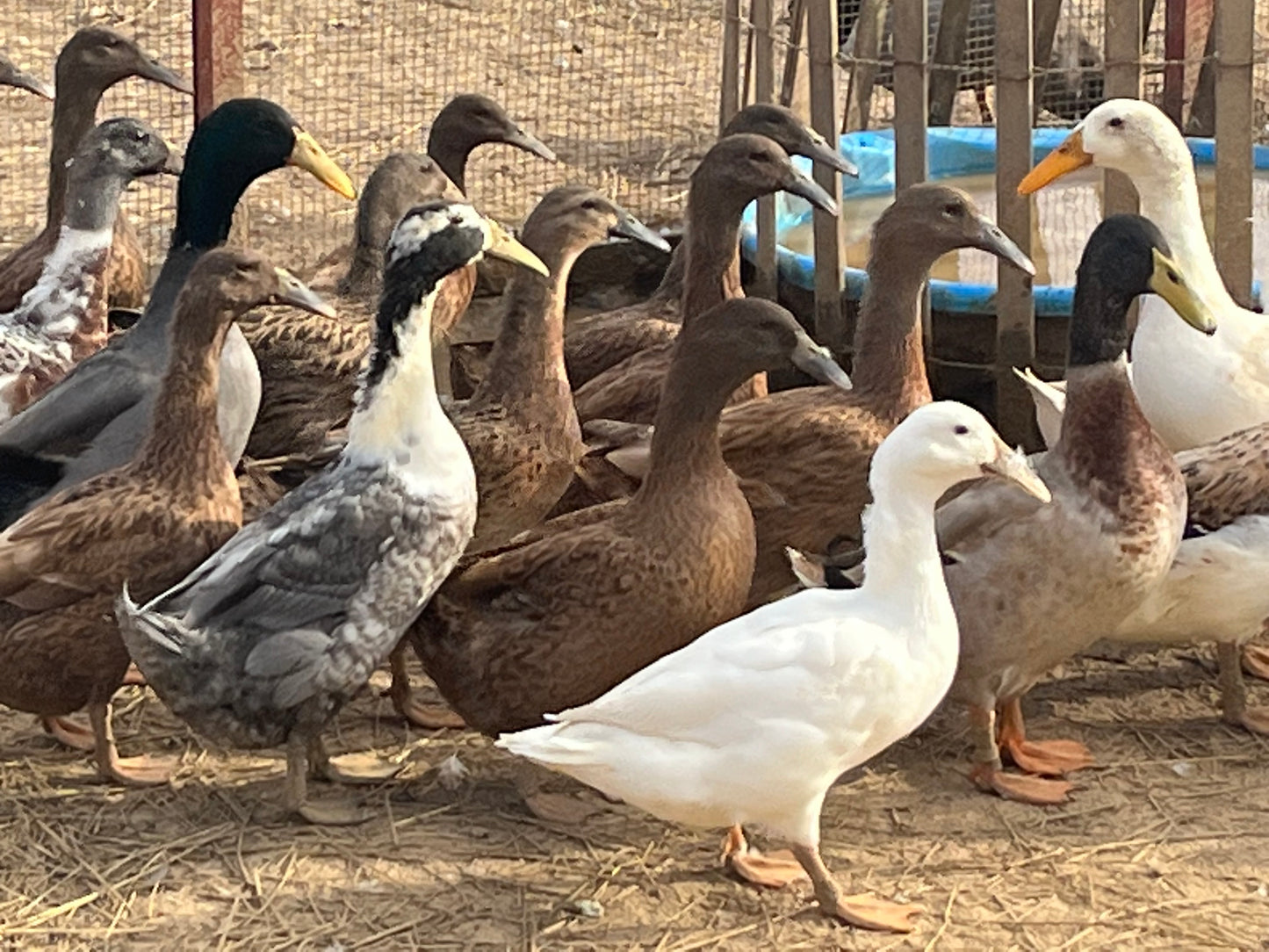 Duckling PreOrder Call Ducks and Dutch Hookbills
