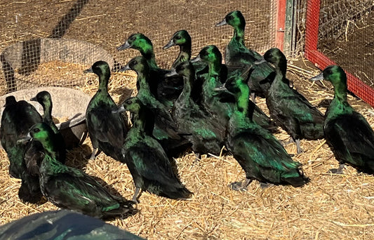 Black East Indies Duckling - Shipped Box of 10