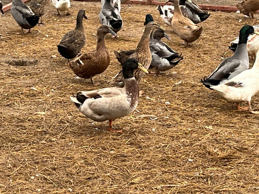 Golden Dutch Hookbill Duckling - Shipped Box of 10